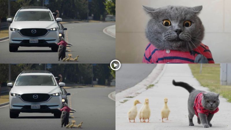 “The Gentle Feline Guide: A Heartwarming Tale of a Cat Helping a Lost Duckling Reunite with Its Family”